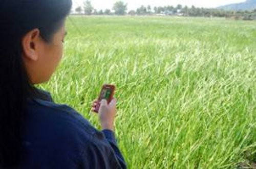 Farmers in the “texting capital” of the world—the Philippines—will soon have nutrient management advice tailored specifically to their rice crops delivered to their mobile phones.